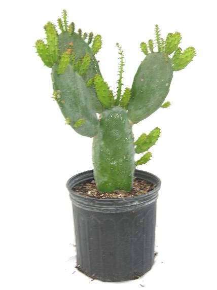 10" Opuntia Spineless